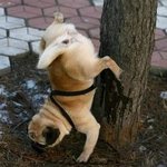 16년동안 <b>방뇨</b>법을 연구해오신 '싸개'독선생