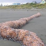 몽골리안 <b>데스</b> 웜 괴물이 뉴질랜드에 출현?