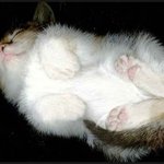 고양이 식빵<b>자세</b>의 비밀