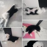 '비'가 키우는 강아지, <b>애견</b>계의 신데렐라?ㅋㅋ