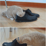 자살을 <b>결심</b>한 고양이?