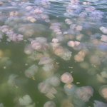 해파리들과 함께 수영을?