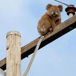 "여친 찾아요..." <b>전봇대</b> 위 코알라 화제!