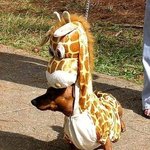 님하 <b>종족</b>이 뭐에요