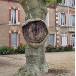 세계 기괴하고 신기한 괴물<b>나무들</b>!!