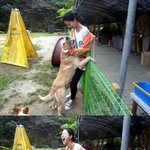 백지영, 자신의 <b>체구</b>만한 개사마를 훈련 시키는 중