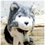 반려견 때문에 미치겠어요,방법좀~~