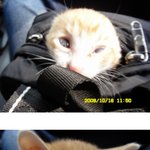 부산에서 <b>어미</b> 잃은 새끼 고양이를 주웠습니다_ 사진 有