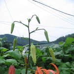 아침 <b>이슬</b>의 생기를 받은 나