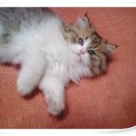 페르시안 고양이 남아 2마리 분양합니다.