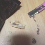 쵸코<b>하임</b>에 구더기나왔어요 ㅠㅠ 사진有
