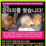 강아지를 찾습니다...(갈색 포메라<b>이언</b>)사진有