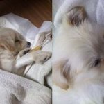 유기견 육아일기
