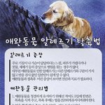 <b>애완</b>동물 집에서 키울때는 알레르기 조심하세요!!