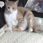 고양이는 주인을 못알아본다!??아니다 알아본다!!!!!!!!!!...
