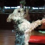 6년을 함께 산 우리 은<b>돌이</b> 애타게 찾아요