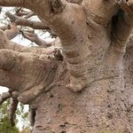 열번 찍어 안 넘어가는 <b>나무</b> 있다