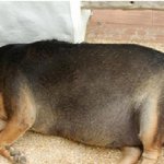 헐.... 개야? 돼<b>지야</b>?