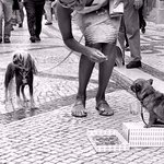 <b>부유</b>한 개와 가난한 개