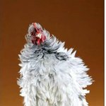 "난 소중하니까!"  <b>닭들</b>의 깜짝 변신!