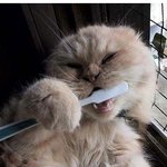 <b>치카</b><b>치카</b> 양치질 시간!