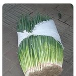 동생에게 파 사오라고 만원을 줬다