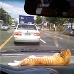 기사<b>양반</b> 저 앞에 세워줘요