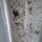 25일 만에 1층 새 집에 <b>통풍</b> 안 시키면 이런 곰팡이 생기나요...