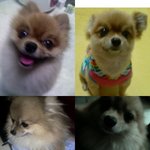 [※<b>실종</b>] 부산광역시 동래구 롯데백화점앞 금색 포메라니안을 잃어버렸습니다