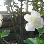 순수한 <b>순정</b>