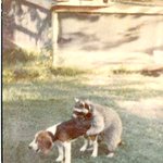 개구리 <b>재작</b> 과정...[17禁]..