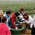 제주도 녹차 좋네~패떴