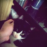 사진有 )) 고양이 레이와 오늘 <b>작별</b>을 했습니다 ㅜㅜ