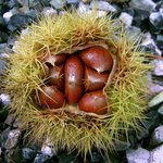 레어급 밤 획득