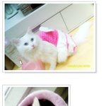 우리집 고양이예요 ^ㅡ^ 어흥,어흥!!