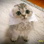 우리집 유키 <b>루나</b> 보세요 ㅎ