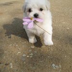 <b>애완</b>용 꽃개~(특이한걸좋아해서^^;)