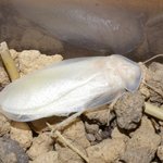 우리집에바퀴벌레가 지존많아요 살려주세여 ㅜㅜ