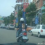 대륙의 <b>애견</b>