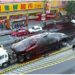 고래<b>수송</b>