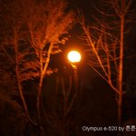 붉은 <b>조명</b>이 비추는 멋스러운 나무~ 야경이 예뻐서 담아보다