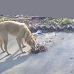 본능을 향한 <b>삼순</b>이의 질주!!(사진有)