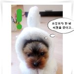 팔쓰바겟 모자 쓴 또또.ㅋㅋㅋㅋㅋㅋㅋㅋㅋ