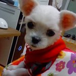 말티즈 맞나요?