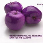 400여년 전 스피노자가 심은 <b>사과나무</b>가 숲을 푸르게 합니다