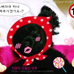 [사진有]강아지 사진을19금 사진으로 만들어버린;;