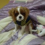 <b>울집</b> 강아지의 근심어린 표정,,, 사진 有