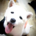 우리집 막둥이 곰! 자는 모습 최고!