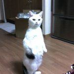 마트갔다 올동안 공부하고 있으랬더니 또 컴퓨터 켰니?