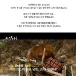 <b>과속</b>스캔들 이후 최고 입소문.. 워낭소리 왜 떴을까?